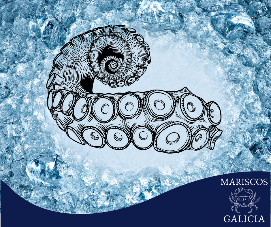 ¿Cómo congelar pulpo cocido o fresco?