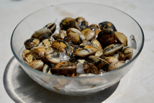 ALMEJA BABOSA GALLEGA