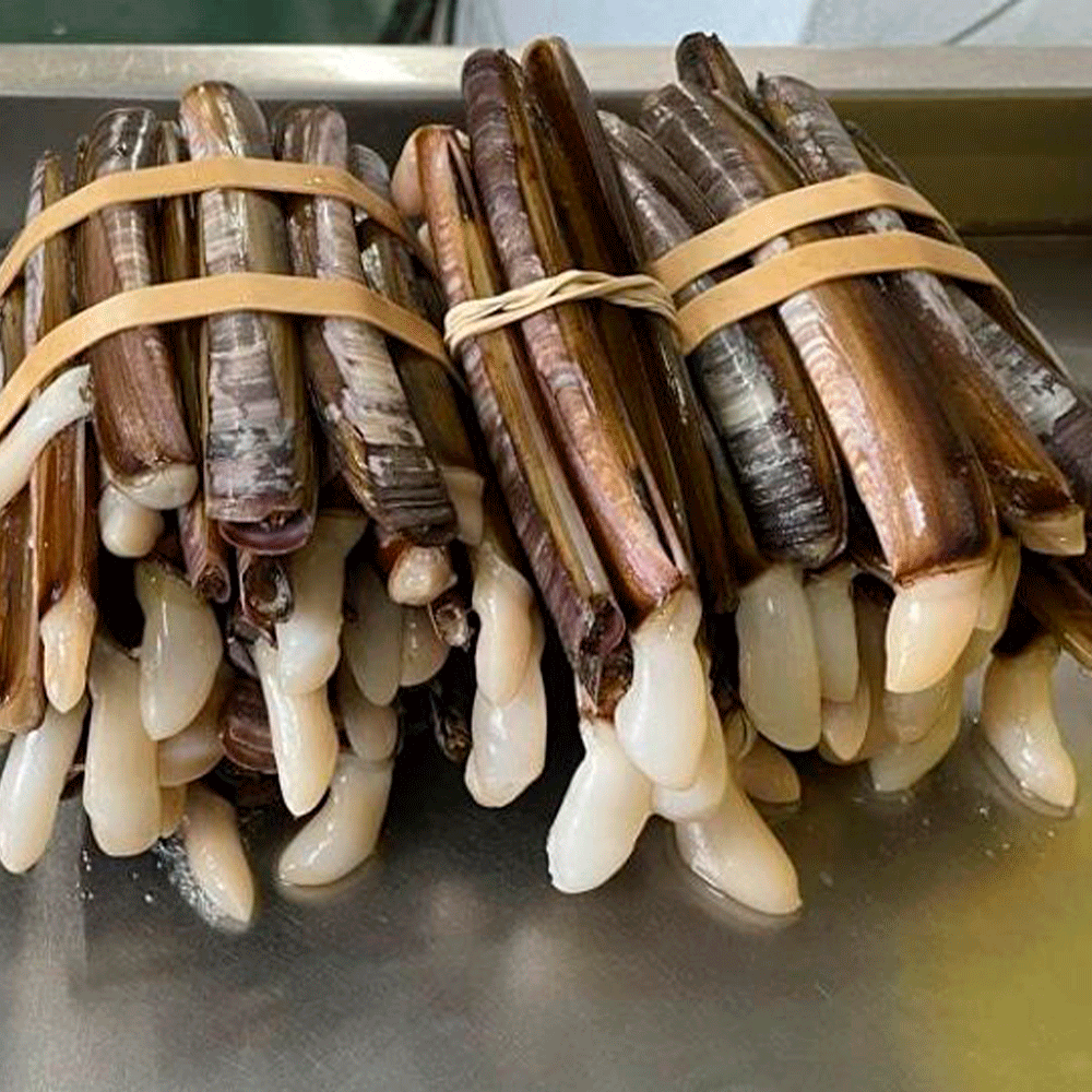 NAVAJAS GALLEGAS