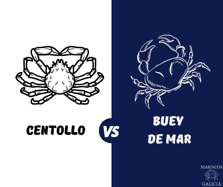 ¿Cuáles son las diferencias entre centollo y buey de mar?