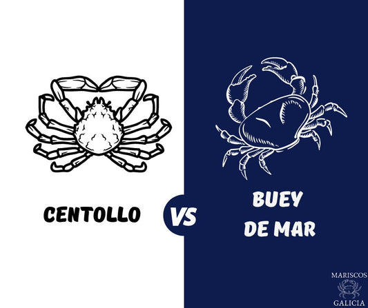 ¿Cuáles son las diferencias entre centollo y buey de mar?