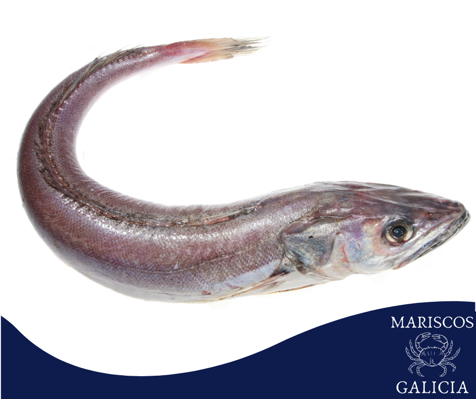 Merluza gallega de las Rías Baixas