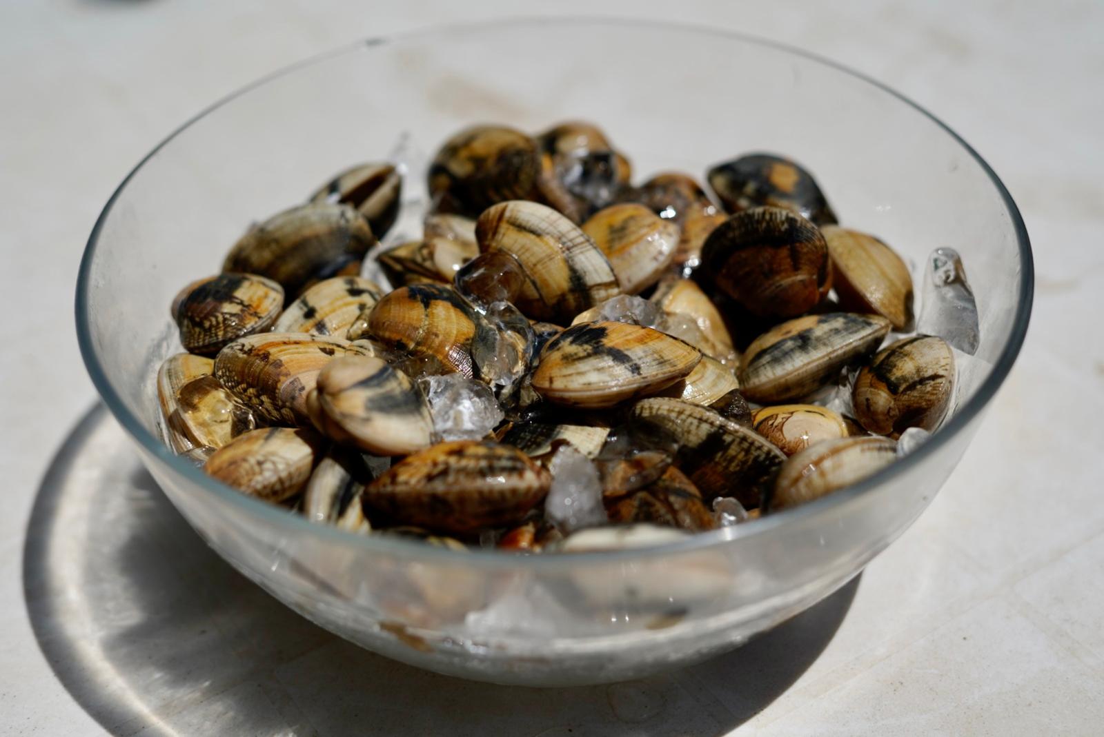 ALMEJA BABOSA GALLEGA