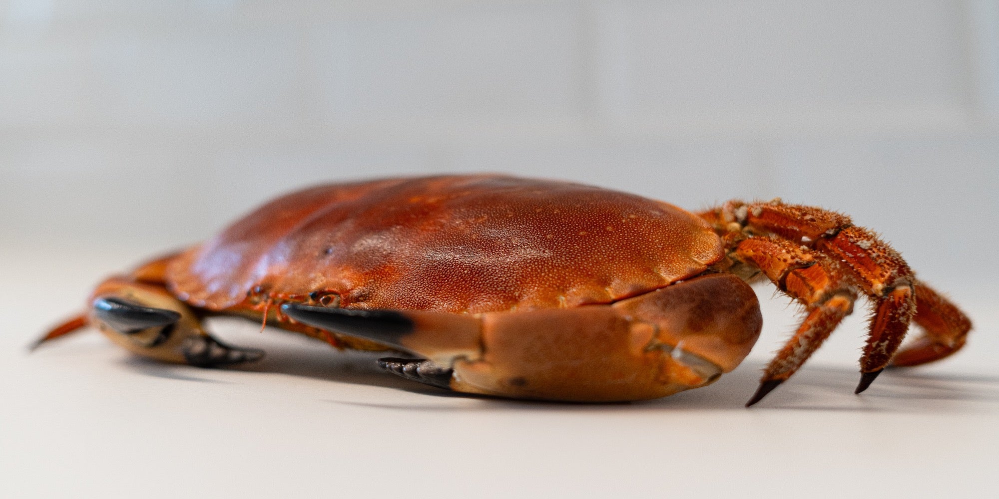 Buey de Mar Fresco o Cocido