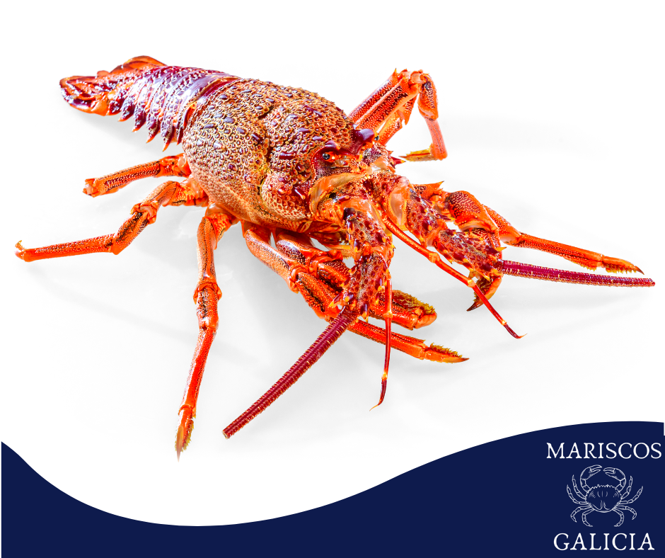 Comprar Langosta Gallega