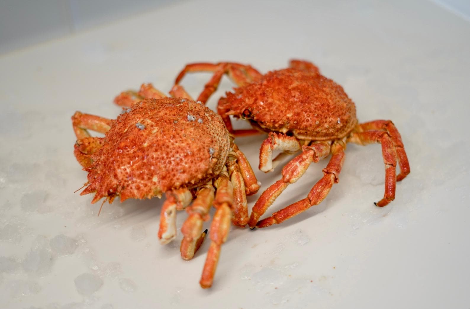 Mariscada para 6 personas- Centollas