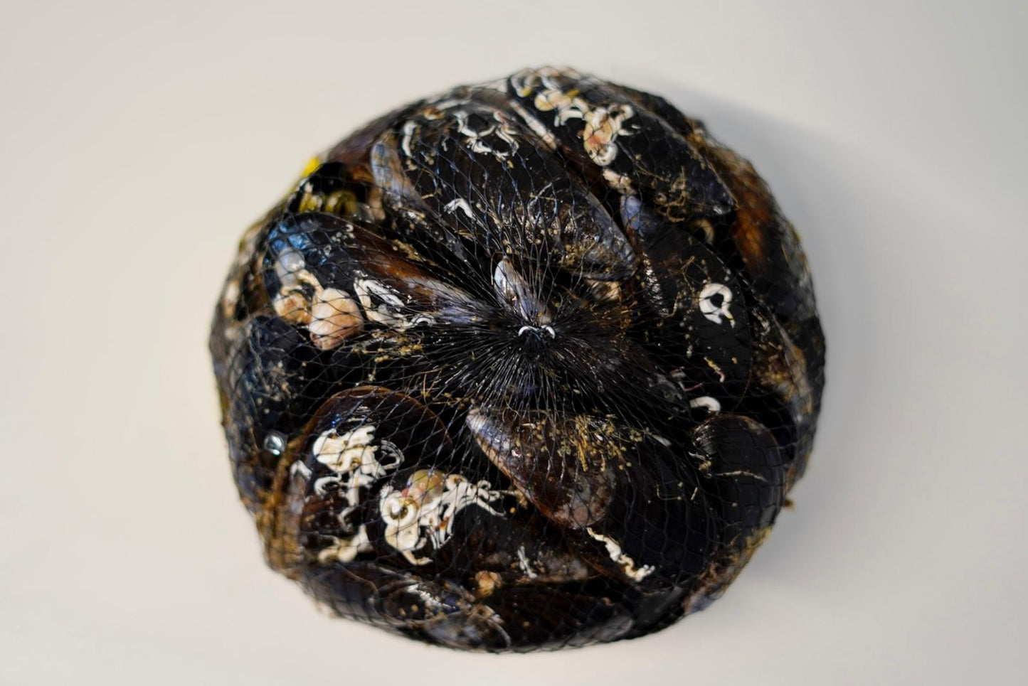 MEJILLONES GALLEGOS 2