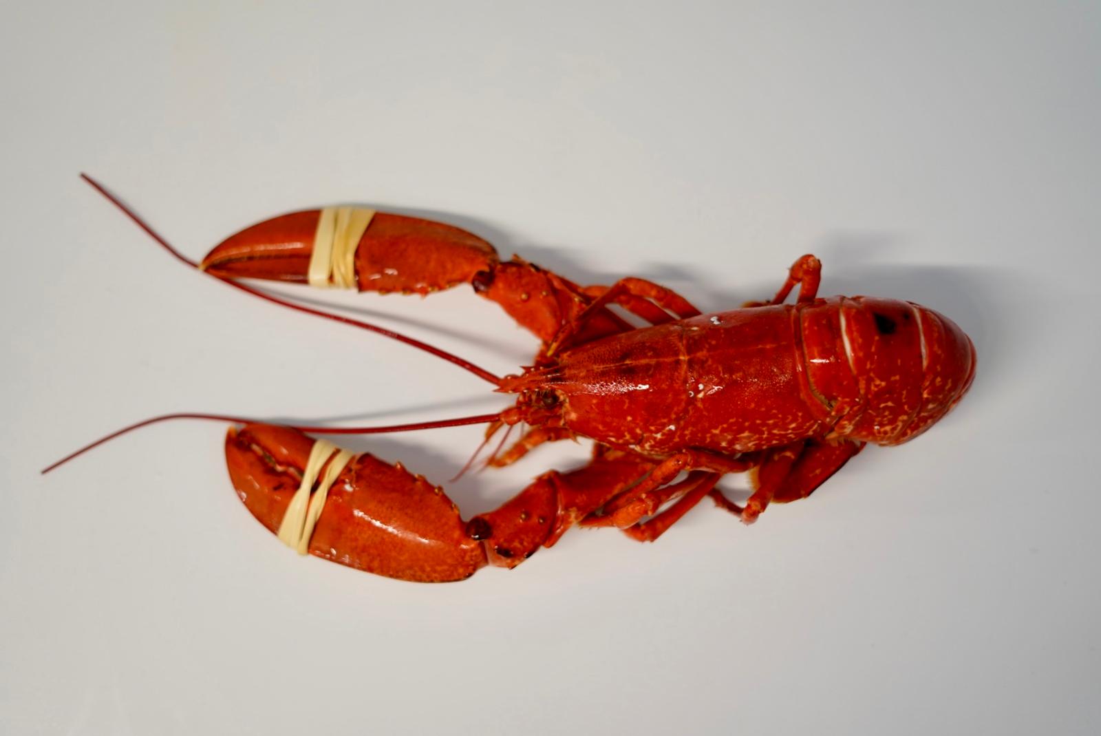 BOGAVANTE AZUL 