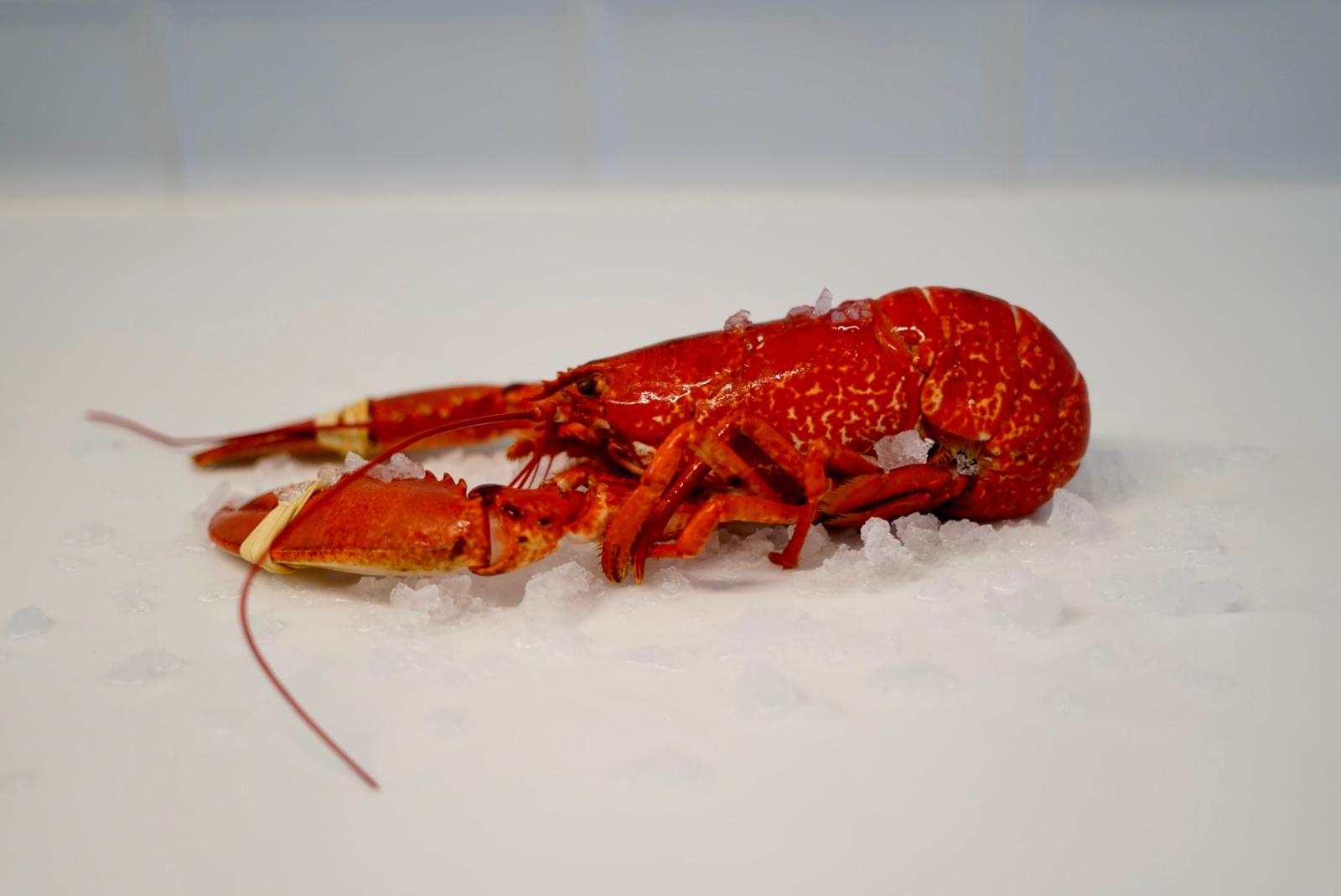 BOGAVANTE AZUL 